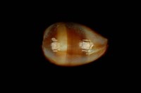 藏品(瑪瑙寶螺)的圖片